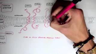 Membrane Proteins I [upl. by Asirap]