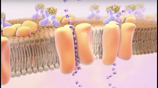 Mayo Clinic Explains Diabetes [upl. by Goldy]