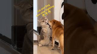 Cat and Dog nonstop fighting 😂 cat funnyanimal funny dog catsfighting [upl. by Assedo]