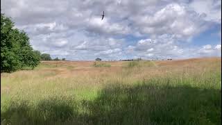 Swifts feeding on insects over the long grass in Billesley Common [upl. by Jorge]