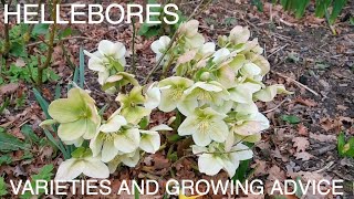 Hellebores in Spring [upl. by Knah]