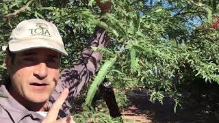 How to prune mesquite Arborist advice [upl. by Ylrebmyk440]