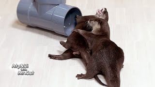 Otters React As if They Haven’t Seen Each Other for Months Otter Life Day 898 [upl. by Perrin]