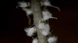 Woolly Aphid Aphididae Eriosomatinae communal threat display [upl. by Robson518]