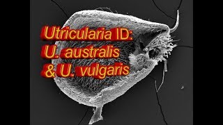 Utricularia ID U australis amp U vulgaris [upl. by Romonda15]