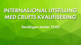 NKK Sandefjord 2024  Internasjonal utstilling med crufts kvalifisering [upl. by Inaffets]