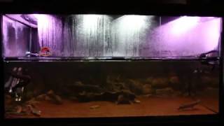 1400L Prehistoric Predator Aquarium Fire Eel Lungfish Gar Bichirs amp Arowana [upl. by Nnylaehs]