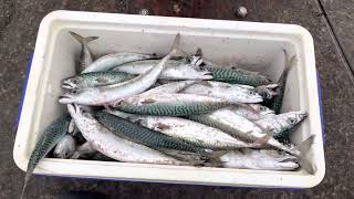 MACKEREL FISHING AT HARBOUR ARM  HASTINGS [upl. by Bennie]