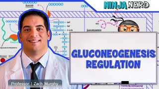 Metabolism  Regulation of Gluconeogenesis [upl. by Frazer517]