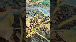 Removing Virus Infected Bottle Gourd Lokee plants farming [upl. by Bonilla]