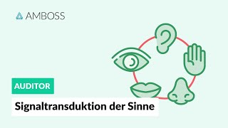 Signaltransduktion der fünf Sinne  AMBOSS Auditor [upl. by Morel]