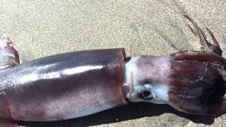 Breathing Beached Humboldt Squid [upl. by Birck]