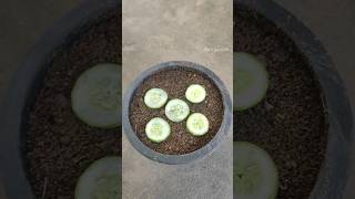 Growing cucumber plant at homesimple methodgardeningshortvideoviralshort [upl. by Bronez]