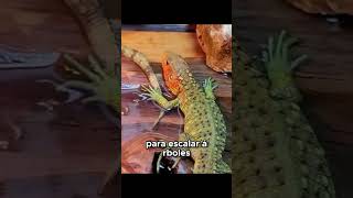 ¡El Lagarto Caimán Un Trepador Experto wildlife animals pets vidasalvaje mascotas viral [upl. by Kimmel690]