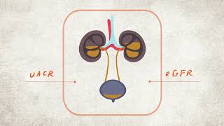 What are your Kidney Numbers uACR and eGFR Explained  CKD Heat Map  NKF [upl. by Wauters]