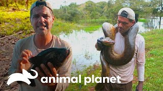 Tres peligrosos encuentros de Frank con animales en el Amazonas  Wild Frank  Animal Planet [upl. by Relyuhcs549]