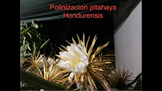 Como polinizar la pitahaya Hondurensis [upl. by Moulton]