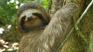 Threetoed Sloth The Slowest Mammal On Earth  Nature on PBS [upl. by Aihsinyt447]