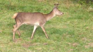 Une biche dans une pature à Arc et Senans [upl. by Selwyn]