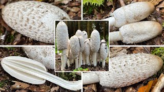 Schopftintling Verwechslung  Schopfpilz Spargelpilz  Coprinus comatus  Giftig mit Alkohol [upl. by Ermeena]