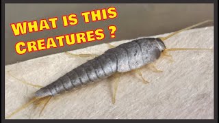 The SCARY INSECTS you never noticed FOUND in your ROOM  The Silverfish Facts  Under the microscope [upl. by Ennoirb]