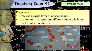 A Level Biology Modelling the synapse teaching activity [upl. by Lorenzo904]