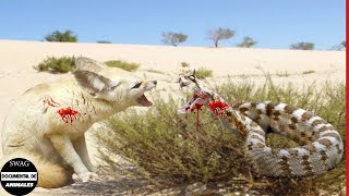 Zorro Fennec Confrontado Con Víbora Cornuda Del Desierto Que Es El Rey Del Desierto Caliente [upl. by Garnet]