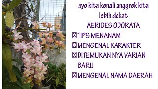 AERIDES ODORATA KENALI ANGGREK MU LEBIH DEKAT [upl. by Furr400]