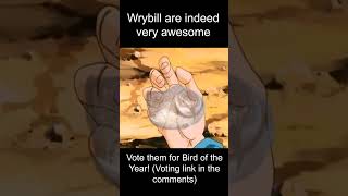 The Power of Wrybill Vote them for 2024 Bird of the Year [upl. by Derfnam]