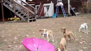 Puppy Evaluation Umbrella Startle Test [upl. by Lakym]