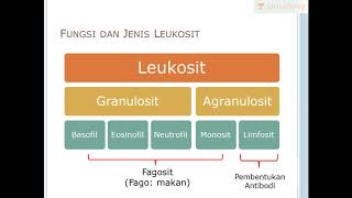 Leukosit Sel Darah Putih Biologi  SBMPTN UN SMA [upl. by Vic]