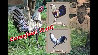 History of Grey Bloodline Gamefowl VLOG [upl. by Irakab990]