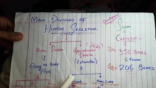 Division Of Skeleton Part 2Axial skeletonSkull BonesNumber of skull bonesSkull bones Diagrams [upl. by Enilegnave]