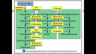 Adrenocortical insufficiency Prof Hend Mehawed [upl. by Averir213]