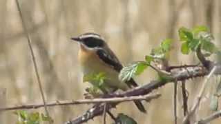 Whinchat Saxicola rubetra [upl. by Ahtiekahs]