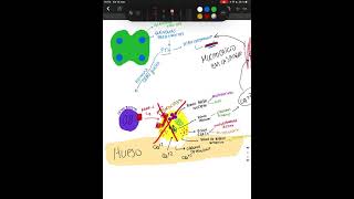 ¿CÓMO SE ACTIVAN LOS OSTEOCLASTOS  TEJIDO ÓSEO  HISTOLOGIA [upl. by Wessling26]