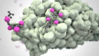 thyroxinebinding globulin complex with thyroxine [upl. by Cain411]