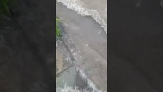 Heavy water lodging in vadodara 29092024  vadodara viralvideo trending [upl. by Abana914]