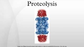 Proteolysis [upl. by Ahsita163]