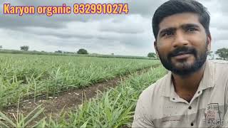 Karyon organic pvt ltd अद्रक बागायतदार खूप खूप समाधान8329910274 [upl. by Lindsey]