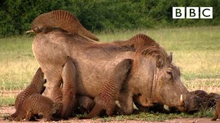 This Warthog took a trip to the Mongoose Spa  Banded Brothers  BBC [upl. by Deloria25]