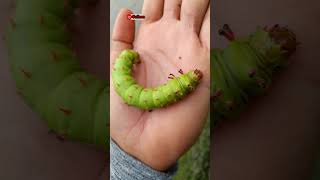 Citheronia laocoon  lagarta  caterpillar moth mariposa [upl. by Ceevah]