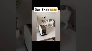 Das Ende😭😂 lofi sunset chill lofihiphop music lustigekatze chat memes humour sing [upl. by Hgielhsa935]