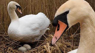 Mute Swan Pair Welcome First Eggs  Discover Wildlife  Robert E Fuller [upl. by Jaclin]