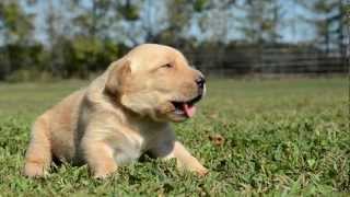 Labrador Puppy Howling [upl. by Ycrad]