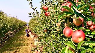 Apple Orchards in KulluManali Apple Plucking Grading in Himachal Pradesh [upl. by Mimi]