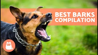 The Best Videos of DOGS BARKING 🐶🐾 BARKING of Angry Happy and Funny DOGS [upl. by Cutcliffe]