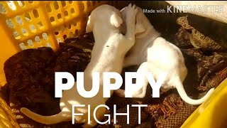 balter dogs puppy cute fight [upl. by Azile]