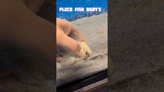 pleco fish breeding shorts viral pleco fishbreeding oscarfish youtubeshorts [upl. by Drofkcor]