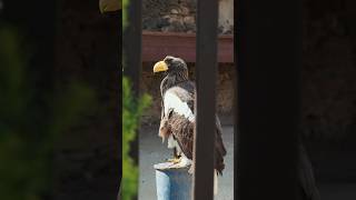 Steller sea eagle [upl. by Aititel223]